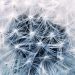 flower, dandelion, seeds-808255.jpg