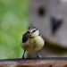 great tit, bird, tit-7602270.jpg