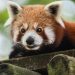 red panda, wild animal, zoo-7925410.jpg